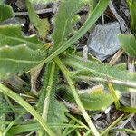 Biscutella laevigata Leaf