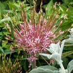 Allium schubertii Flower