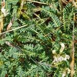 Astragalus greuteri Φύλλο
