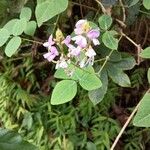Desmodium intortum Blüte
