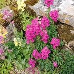 Antirrhinum australe 整株植物