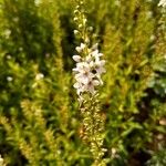 Lysimachia ephemerum Fleur