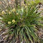 Carex humilis Лист