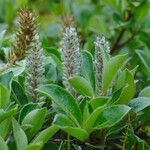 Salix arctica Flower