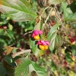 Euonymus latifoliusFlor