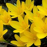 Sternbergia sicula 花