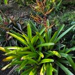 Aechmea blanchetiana Leaf