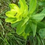 Euphorbia hyberna 葉