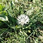 Centaurea cheiranthifolia Blodyn