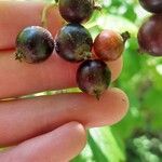 Ribes nigrum Fruto