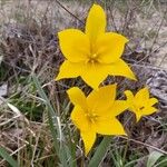 Tulipa sylvestris 花