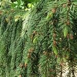 Picea omorika Hostoa