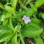 Ruellia prostrata Blatt