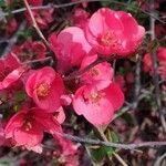 Chaenomeles speciosaFlower