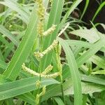 Leersia hexandra Blomst