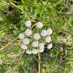 Oenanthe crocataFlower