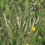 Polygala alba Pokrój