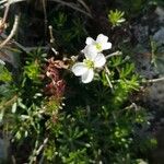Saxifraga cervicornis Fleur