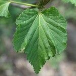 Dombeya acutangula Folio