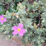 Cistus albidus Flower