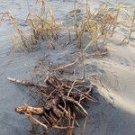 Phragmites karka Pokrój