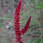 Centemopsis gracilenta Flor