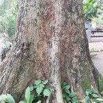 Terminalia superba Escorça