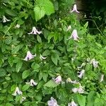 Clematis crispa Blatt