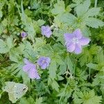 Geranium sylvaticumFlower