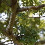Nothofagus solandri Folha