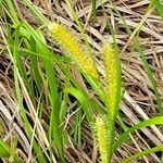 Carex utriculata Hostoa