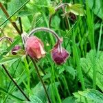 Geum rivale 花