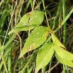 Lathyrus venetus Blad