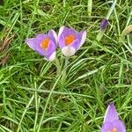 Crocus nudiflorus موطن