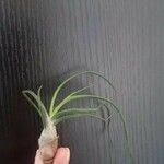 Tillandsia bulbosa Liść