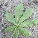 Schefflera digitata Hoja