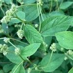 Ceanothus americanusHostoa