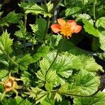 Geum coccineum Φύλλο