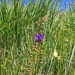 Muscari matritense Flower