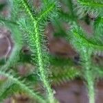 Lycopodium clavatumList