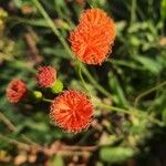 Emilia coccinea Flower