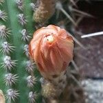 Cleistocactus spp. फूल