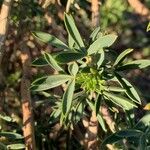 Adenocarpus decorticans Leaf