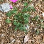 Oxalis debilis 形態
