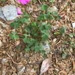 Oxalis debilis Habitatea