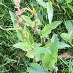 Rumex acetosa Leaf