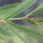 Eriosema crinitum Leaf