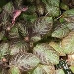 Episcia lilacina Hoja