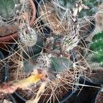 Astrophytum capricorne Leht