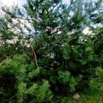 Pinus contorta অভ্যাস